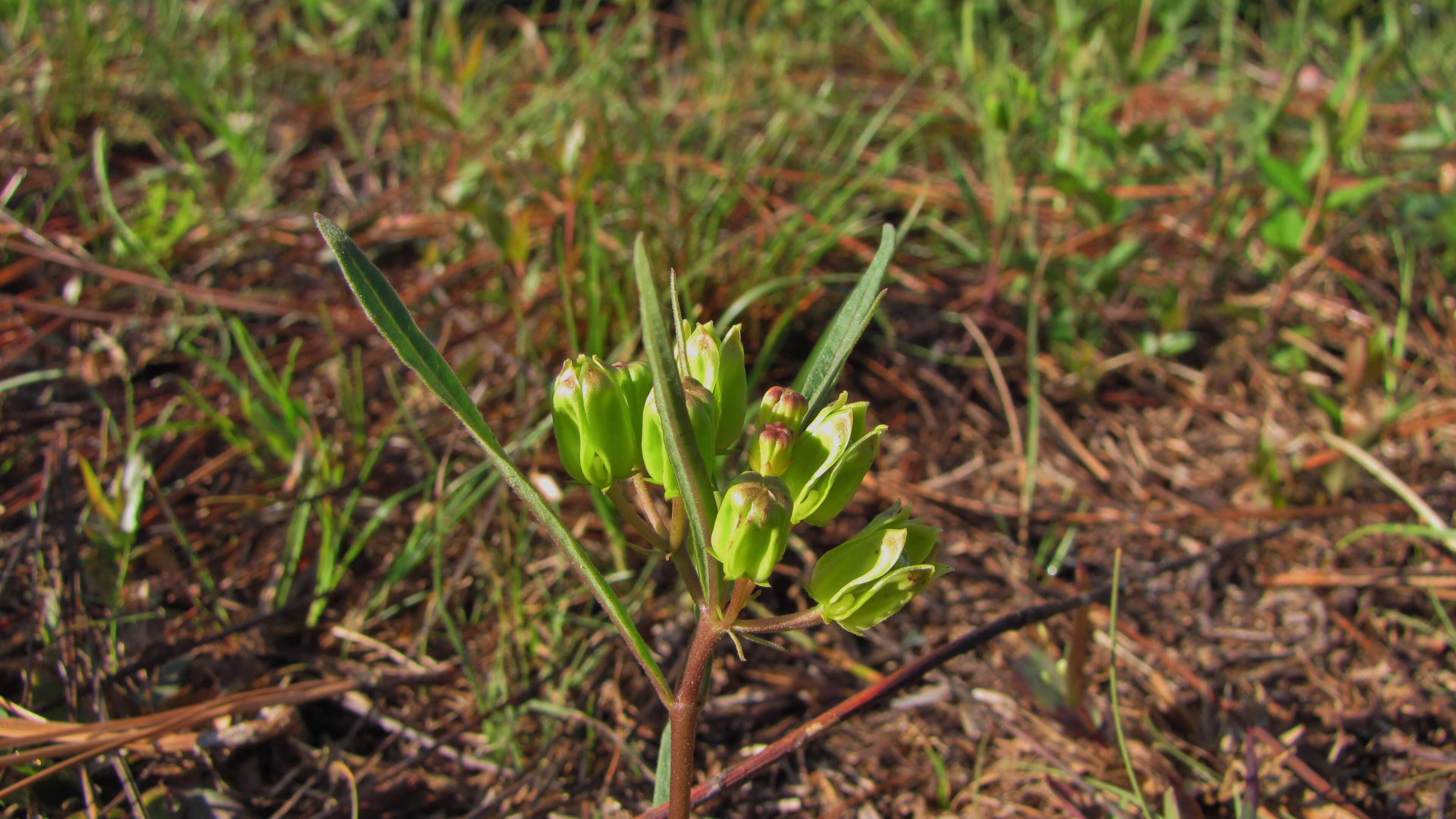 Image of Savannah Milkweed