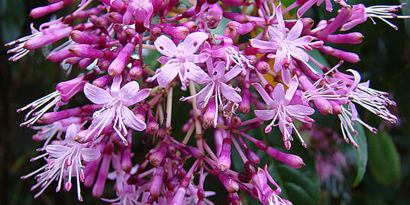 Image of shrubby fuchsia