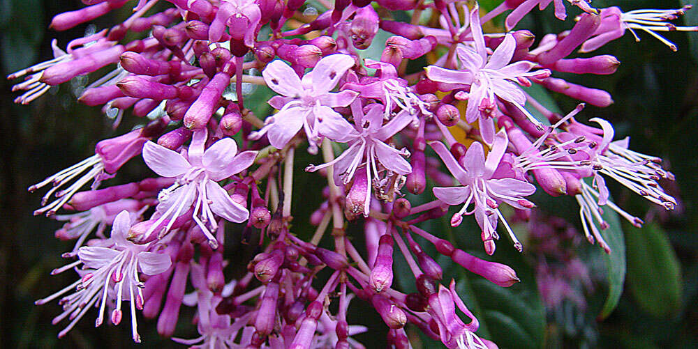 Sivun Fuchsia paniculata Lindl. kuva