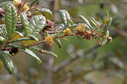 Image of Sand Live Oak