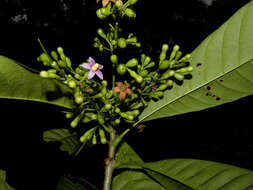 Image de Rustia occidentalis (Benth.) Hemsl.