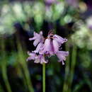 Image of Common Bluebell