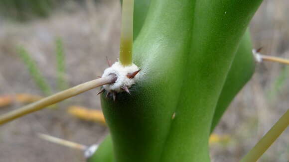 Image of applecactus