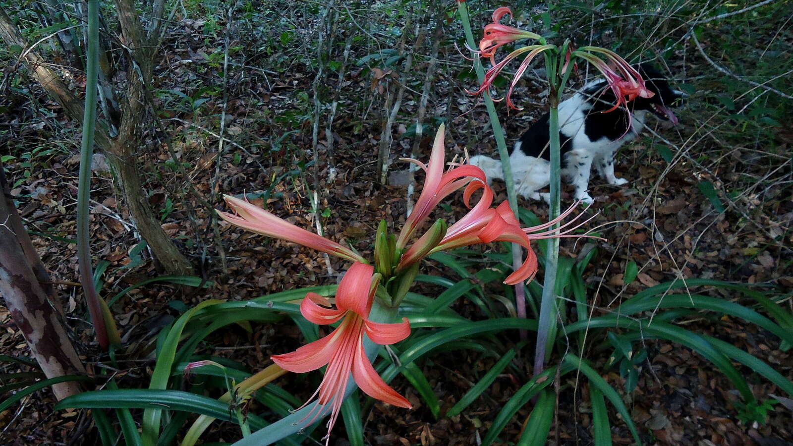 Слика од Hippeastrum stylosum Herb.