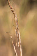 Image of Austrostipa pubinodis (Trin. & Rupr.) S. W. L. Jacobs & J. Everett