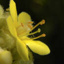 Image of Verbascum thapsus L.