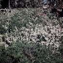 Image of Alpine Mintbush