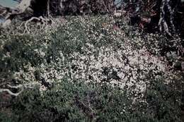 Image of Mint bush