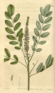 Image of dwarf false indigo