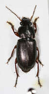 Image of Ground beetle