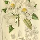 Image of Rhododendron cuffeanum Craib ex Hutchinson