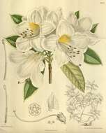 Image of Rhododendron cuffeanum Craib ex Hutchinson