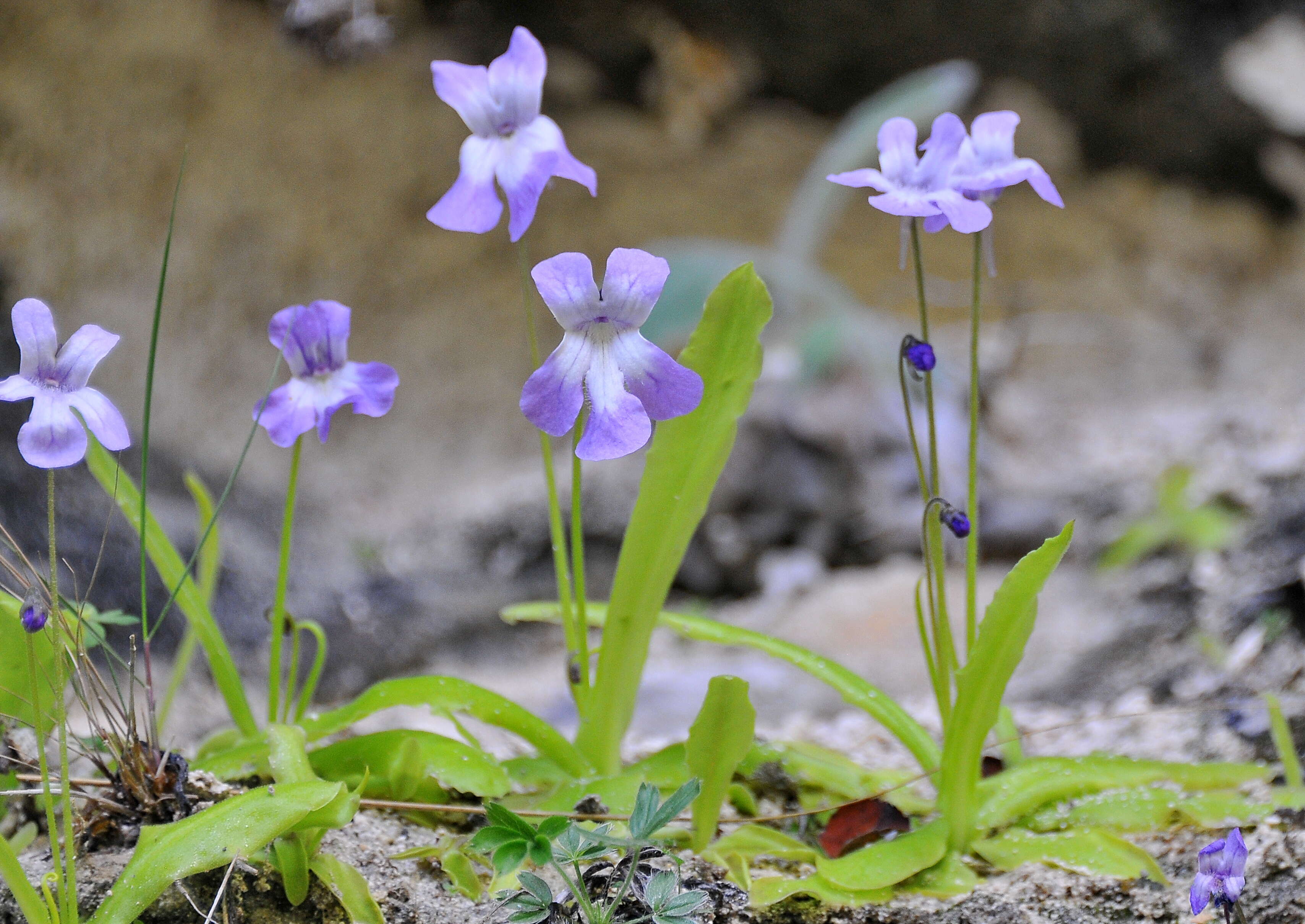 Image of Pinguicula longifolia DC.