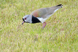 Image of Lapwing