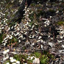 Image of Stylidium hortiorum A. Lowrie & K. F. Kenneally