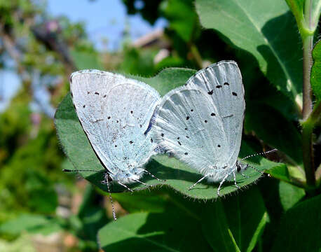 Image of holly blue