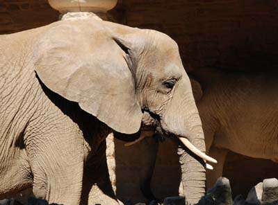 Image of African elephant