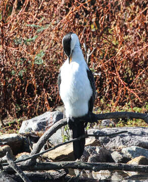 Image of Little Pied Cormorant