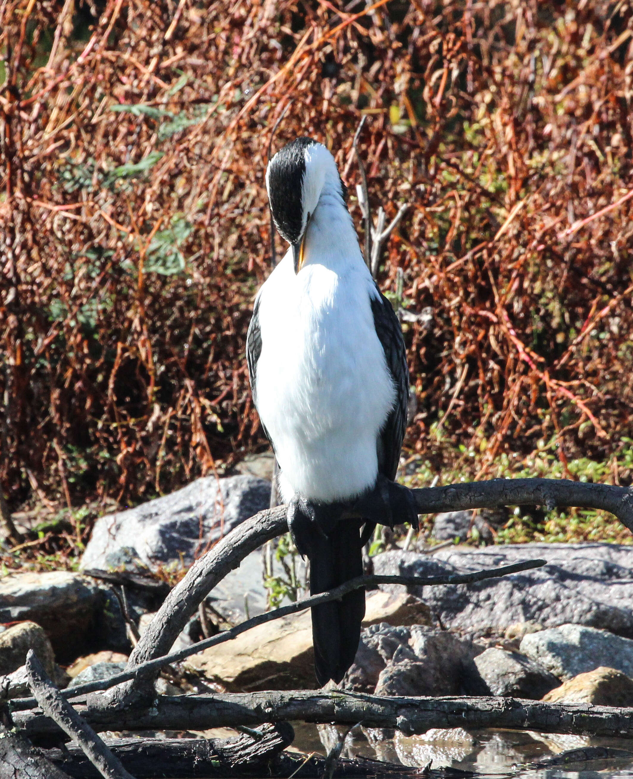 Image of Dwarf cormorants