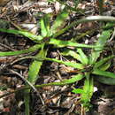 Image of Cryptanthus coriaceus Leme
