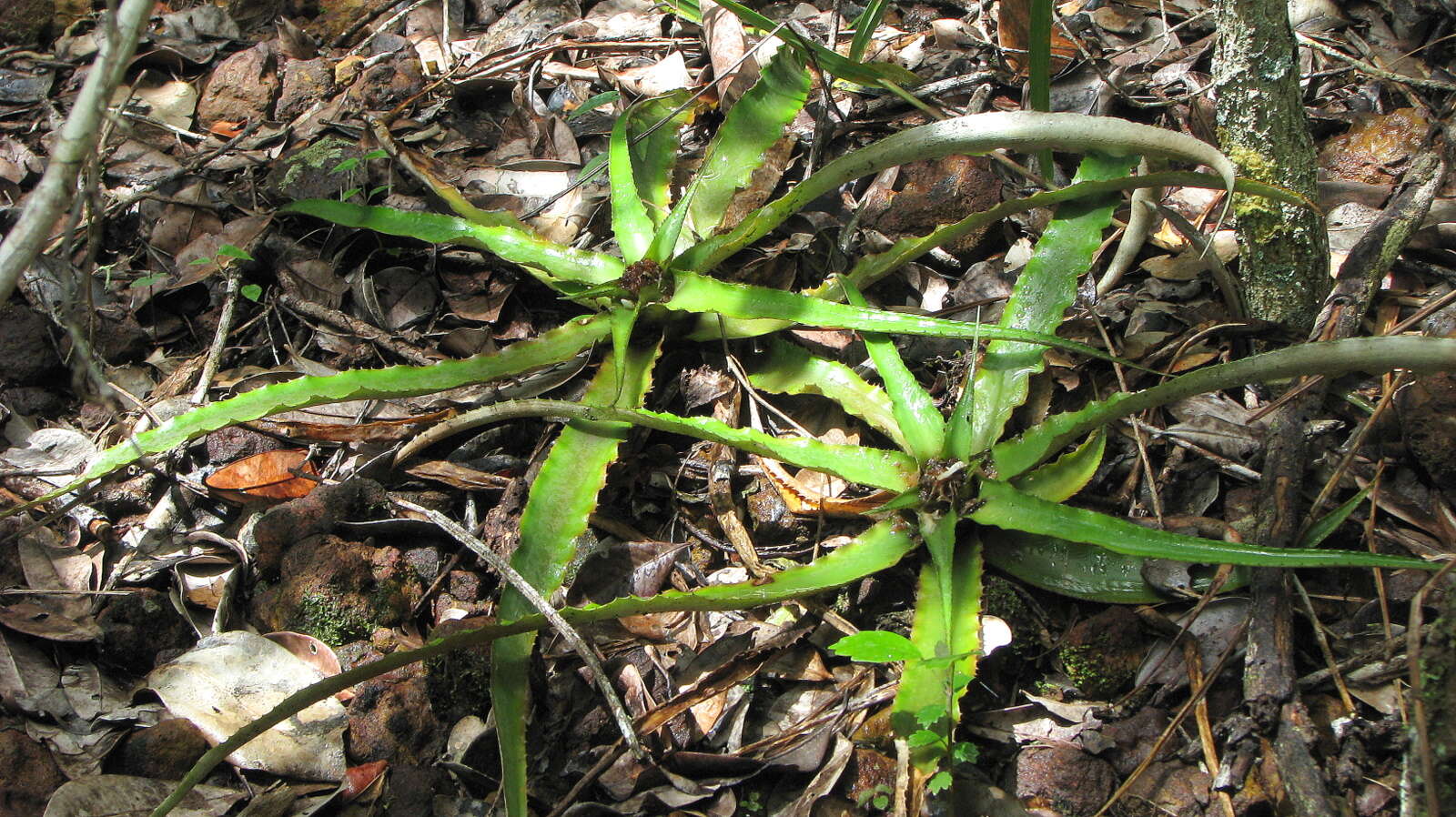 Image of Cryptanthus