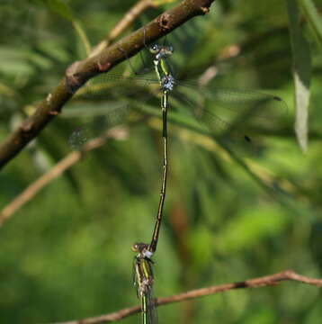 Image of Elegant Spreadwing