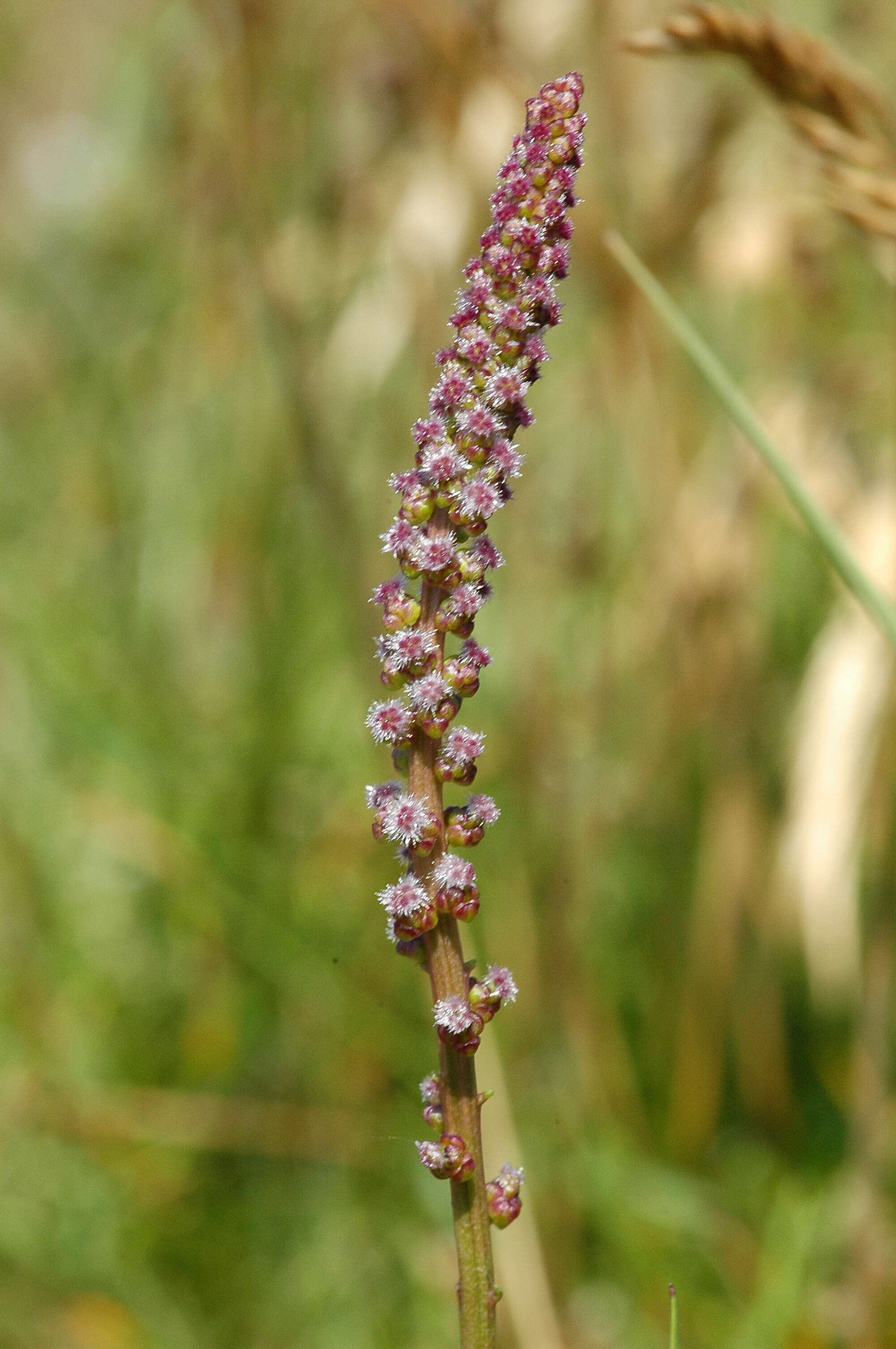 Image of arrow-grass family