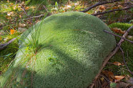 Image of leucobryum moss