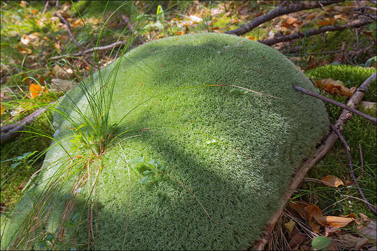 Image of leucobryum moss