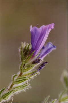 Image of blueweed