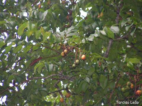 Image of hog plum