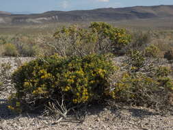 Image of goldenbush