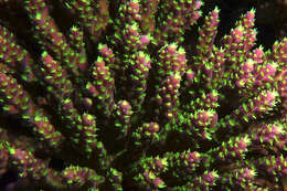 Image of Acropora