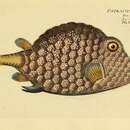 Image of Buffalo Trunkfish