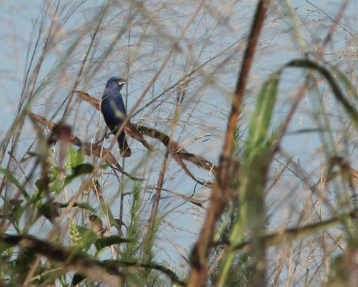 Image of Blue Grosbeak