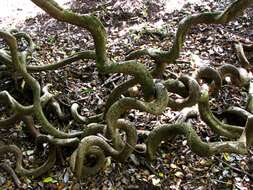 Image of callingcard vine