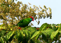 Image of hanging parrot