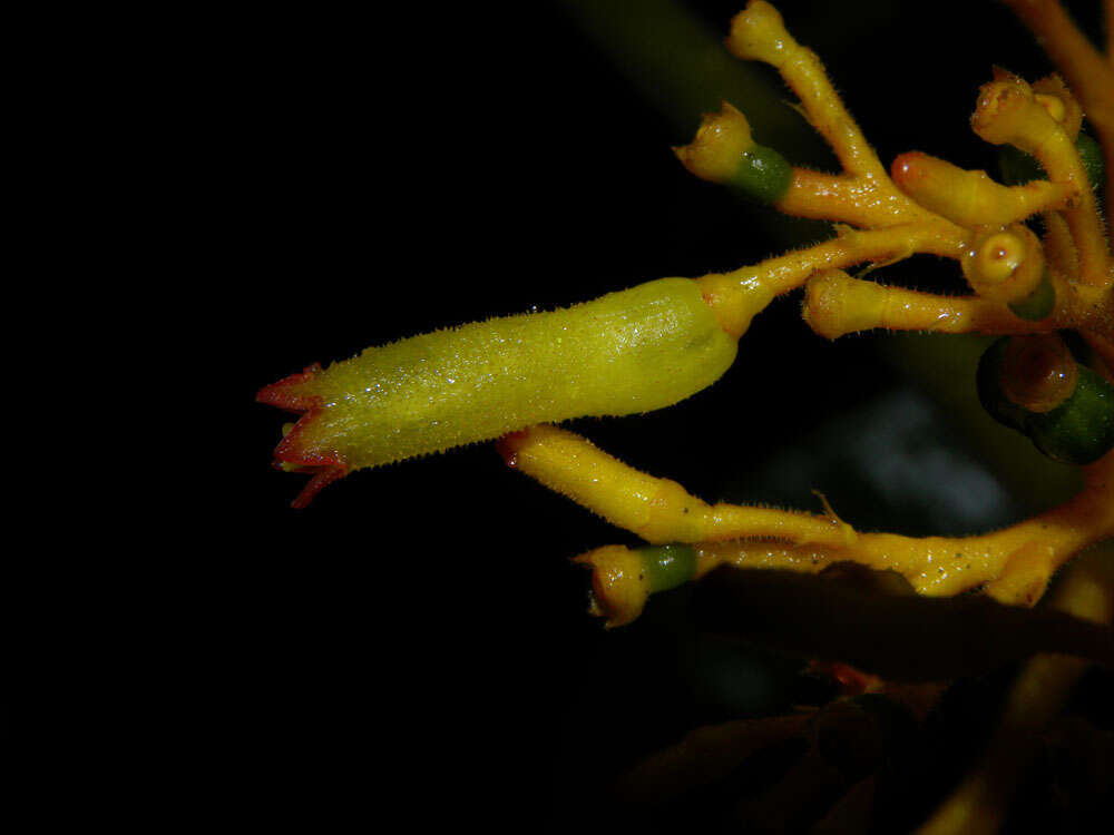 Image of Palicourea triphylla DC.