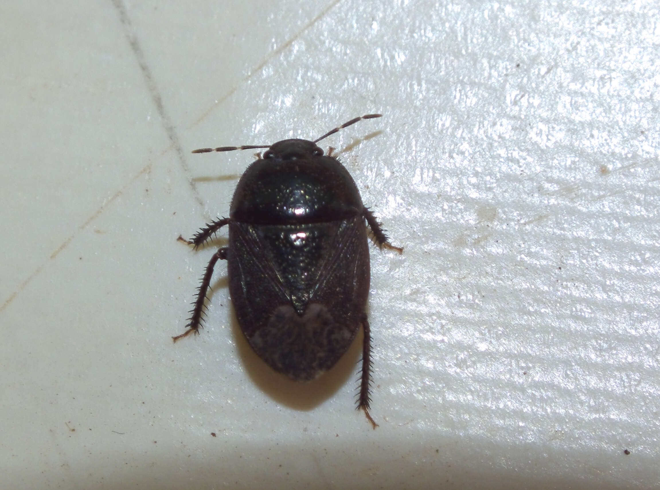 Image of White-margined Burrower Bug