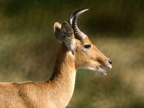 Image of Bohor Reedbuck