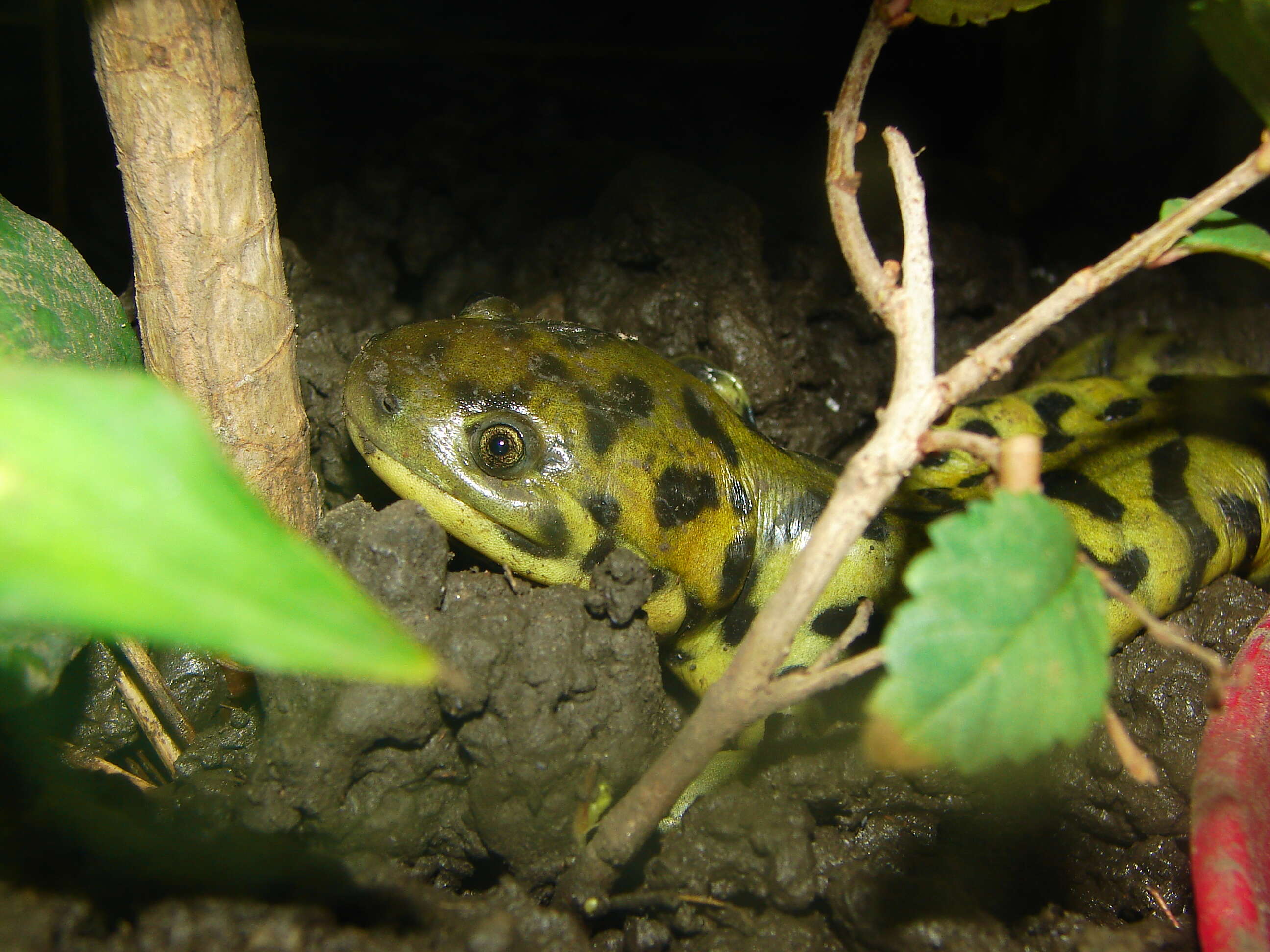 Image of mole salamanders