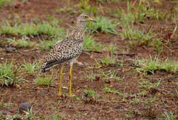Image of stone-curlews
