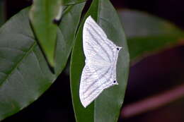 Image of Micronia