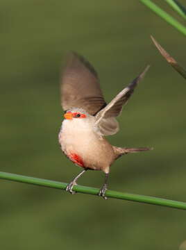 Image of Common Waxbill