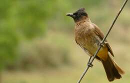 Image de Bulbul tricolore