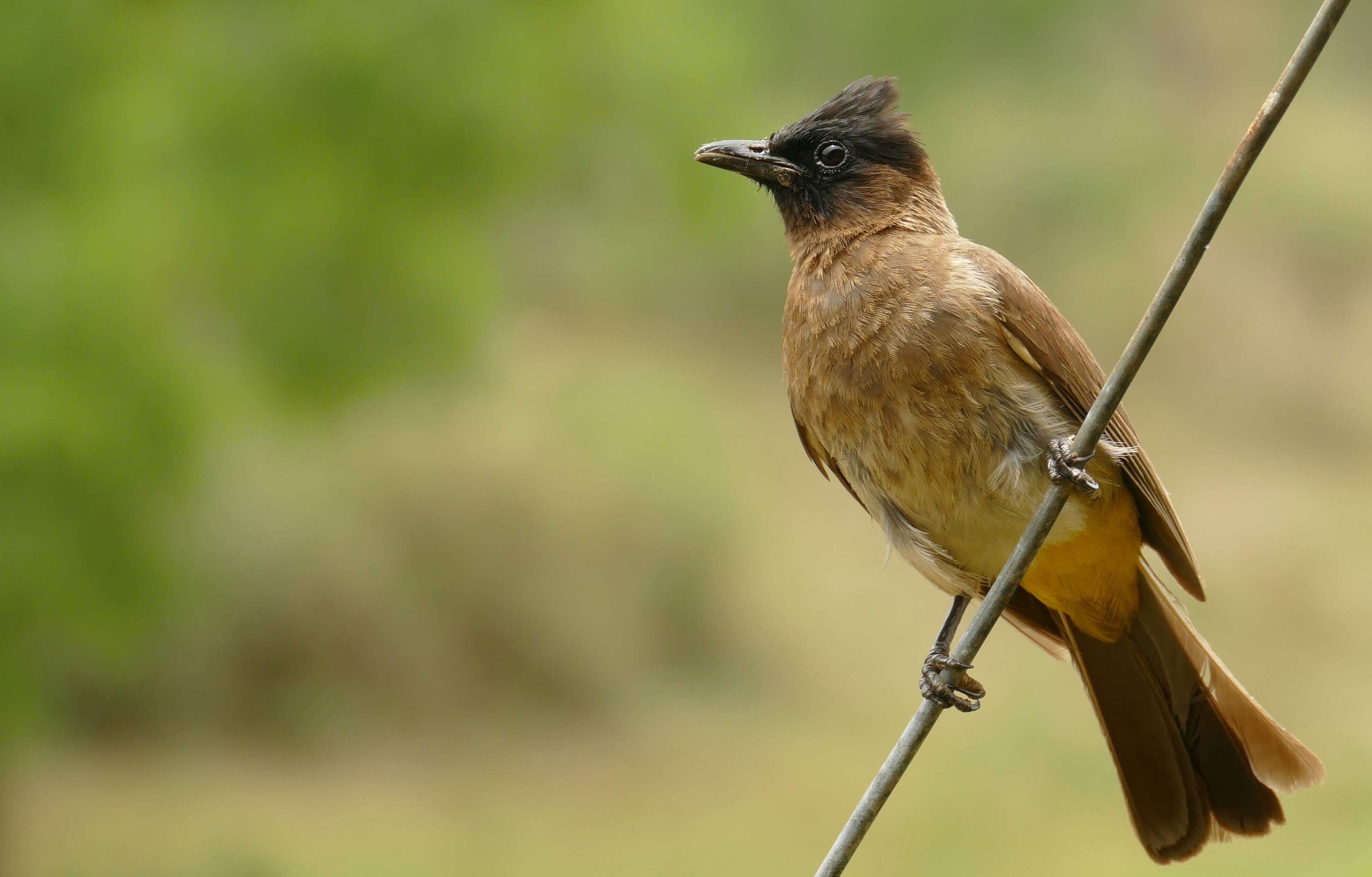 Image of Dark-capped Bulbul