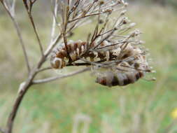 Image of Entomophthoraceae