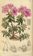 Imagem de Rhododendron saluenense Franch.