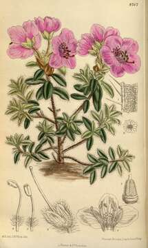Image of Rhododendron saluenense Franch.