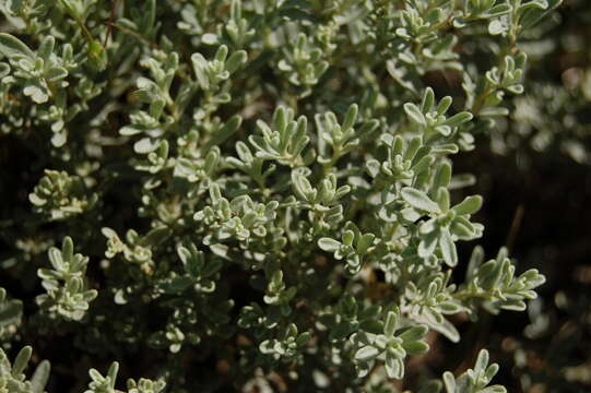 Image de Atriplex tridentata Kuntze